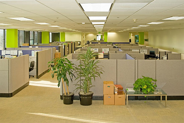 Complementing Your Office Furniture With Plants